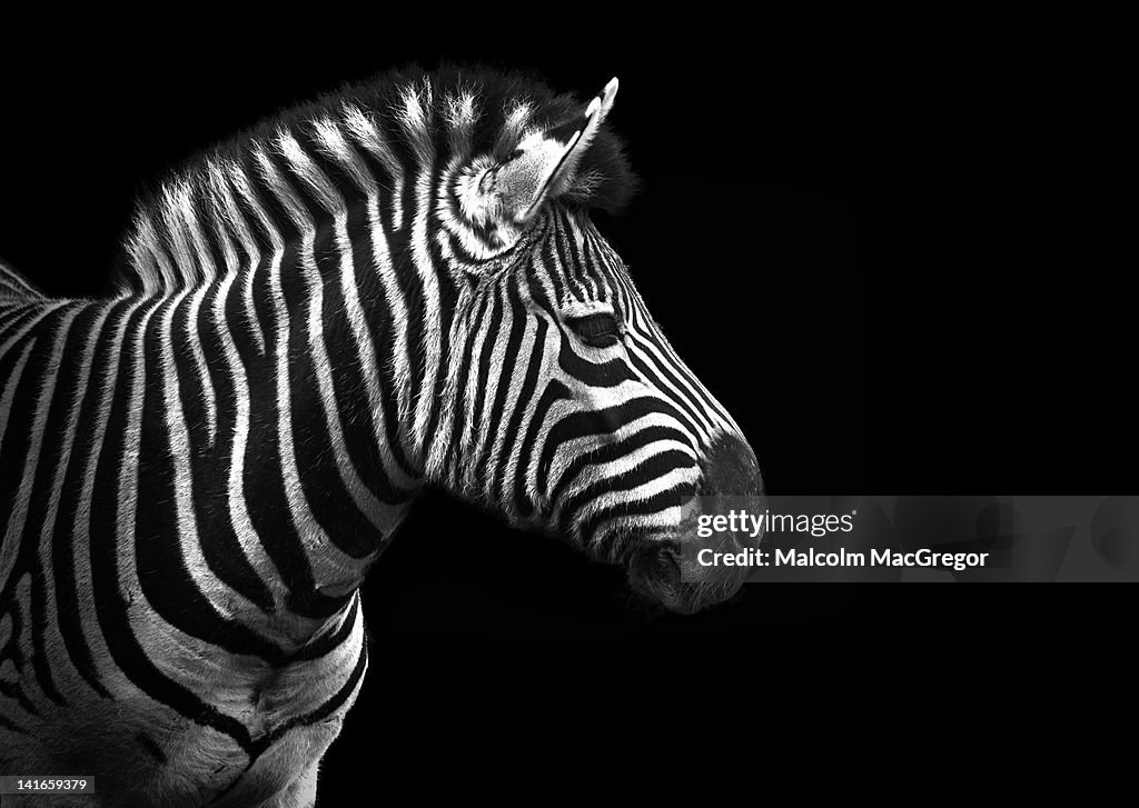 Zebra in black and white