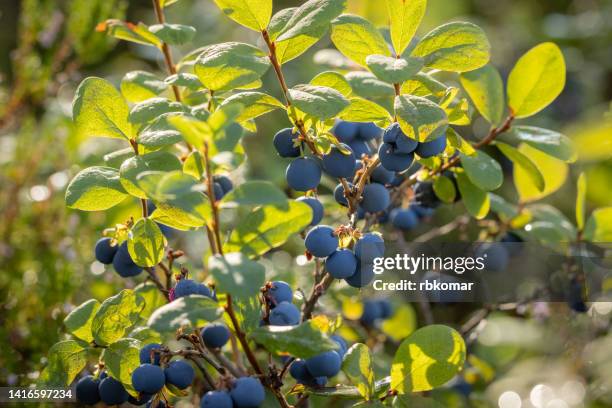 wild blueberries in the forest - blauwe bosbes stockfoto's en -beelden