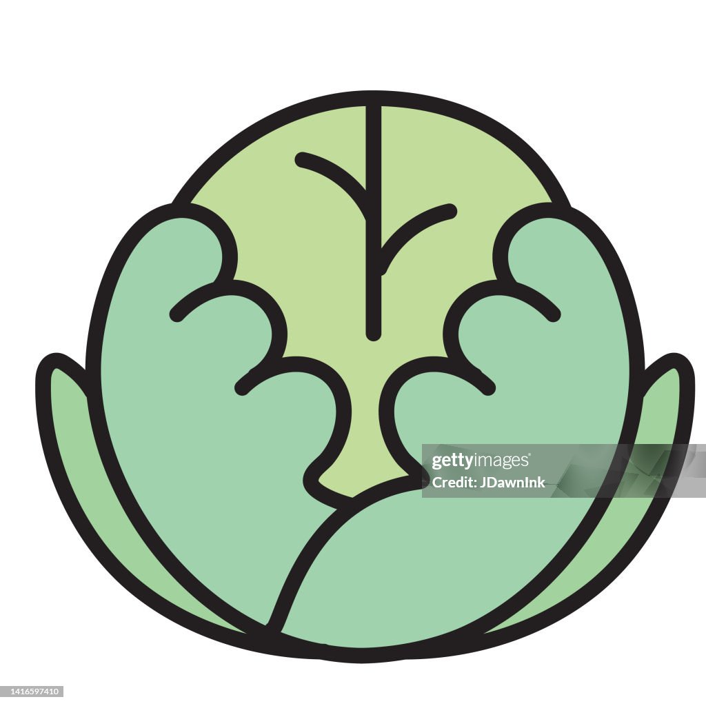 Whole and sliced head lettuce or iceberg lettuce fresh vegetable thin line Icon - editable stroke