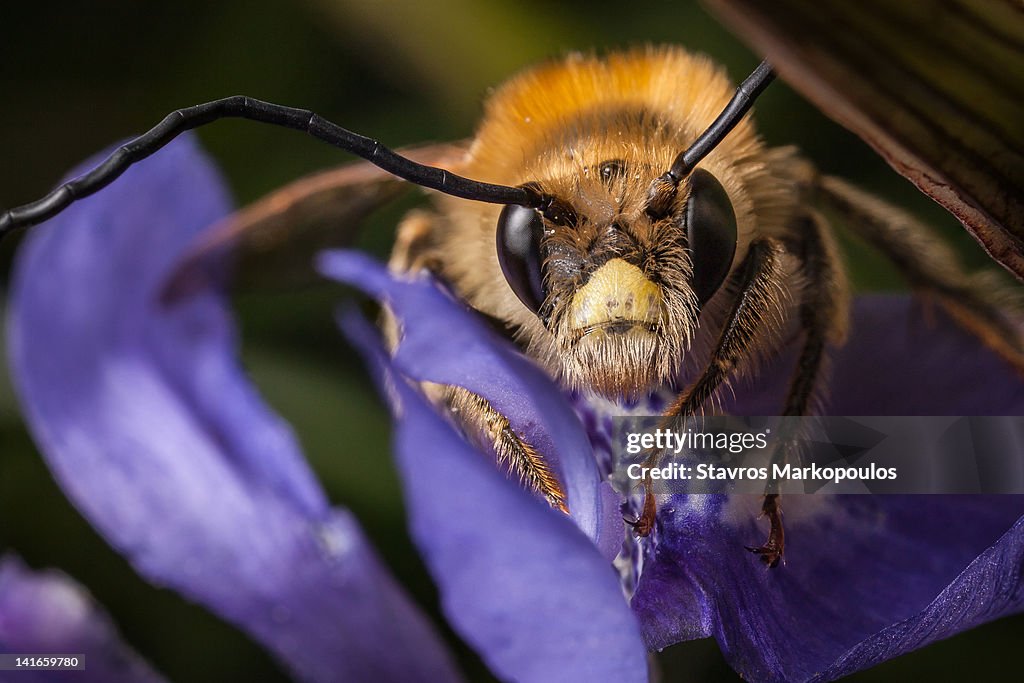 Solitary bee on iris widflower
