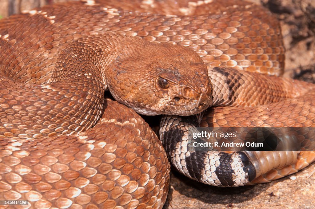 Red Diamondback Rattlesnake