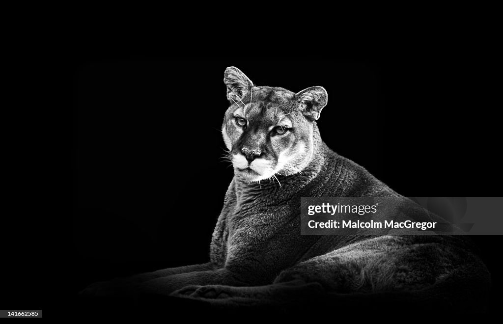 Cougar in Black and White