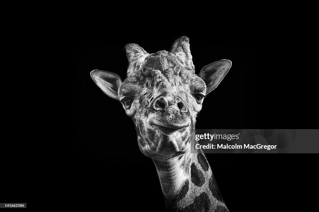Giraffe in Black and White