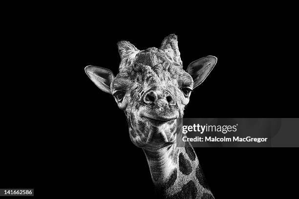 giraffe in black and white - white giraffe bildbanksfoton och bilder