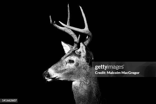 buck in black and white - witstaarthert stockfoto's en -beelden