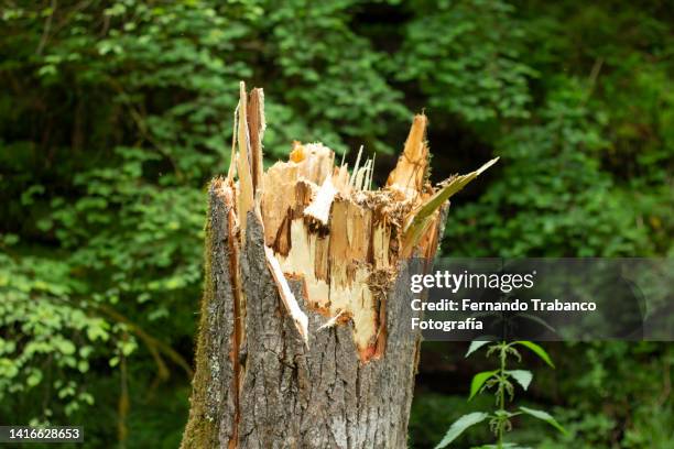 broken tree - baumstamm am boden stock-fotos und bilder