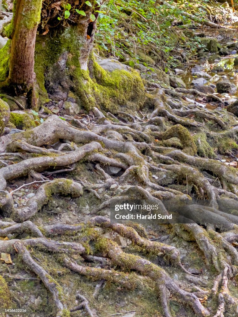 Tree Sprawling Roots Sprawling Root System And Pattern Emanating From A Tree Trunk High-Res ...