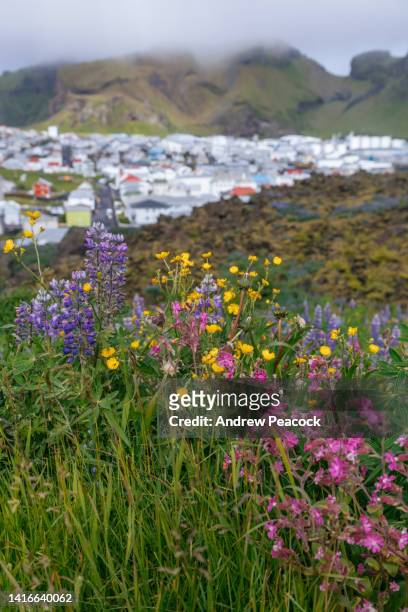 ヘイマイ、ウェストマン諸島のカラフルな風景。 - vestmannaeyjar ストックフォトと画像