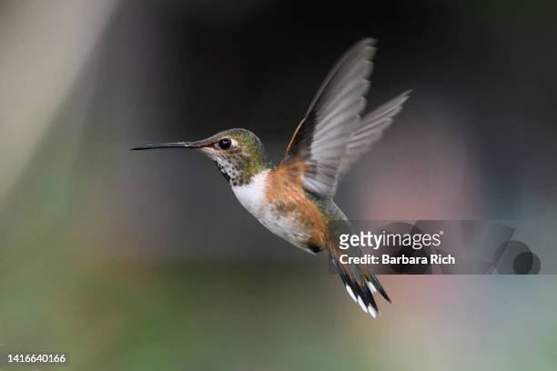 female rufous hummingbird in flight with extended wings - tropical bird stock pictures, royalty-free photos & images