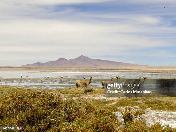 wildlife in a lagoon at salar de tara in the atacama desert - vikunja stock-fotos und bilder