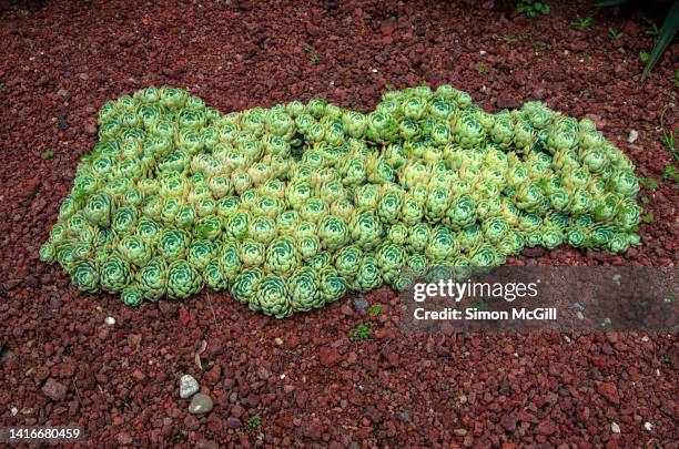 large cluster of echeveria elegans (commonly known as conchitas, mexican snow ball, mexican gem, white mexican rose or rosa de alabastro) planted in a garden bed dressed with crushed red volcanic lava rock - rock garden stockfoto's en -beelden