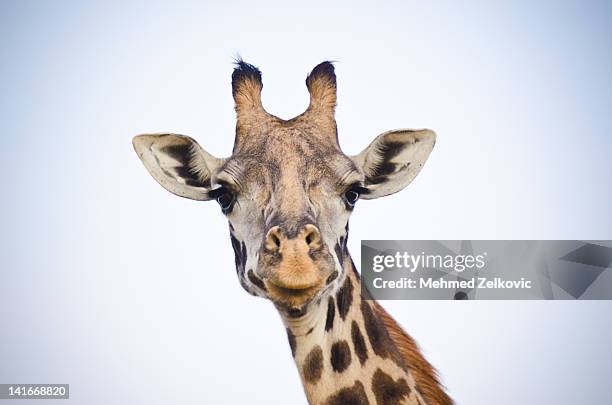 giraffe portrait - giraffe stockfoto's en -beelden
