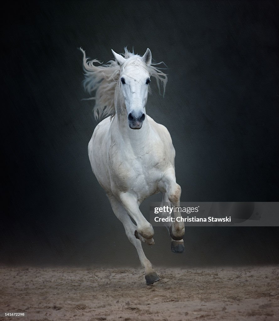 Portuguese white Lusitano horse galloping