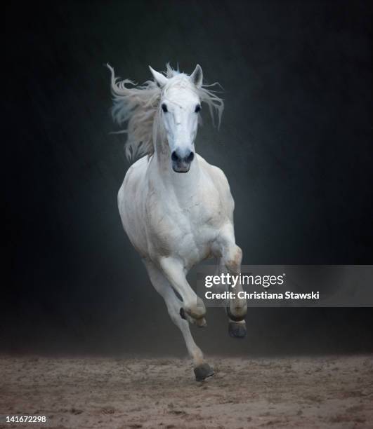 Portuguese White Lusitano Horse Galloping, Foto de stock