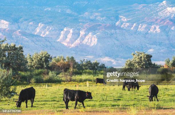 Angus Ranches Utah Angus Beef Cows Photos and Premium High Res Pictures - Getty Images