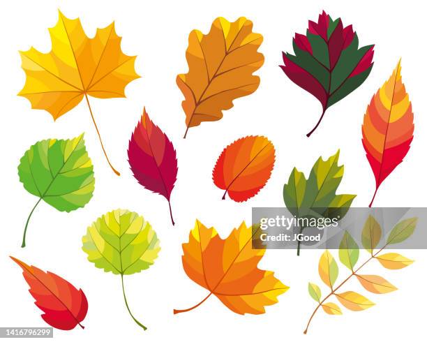 81点のポプラの葉イラスト素材 Getty Images 81点のポプラの葉イラスト素材 Getty Images