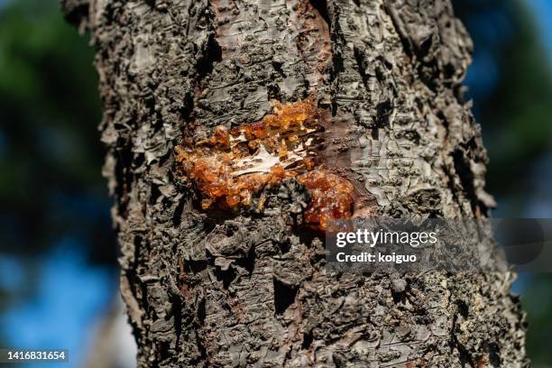 Swollen Tree Trunks 1,141 Tree Trunk Disease Stock Photos, High-Res Pictures, and Images ...