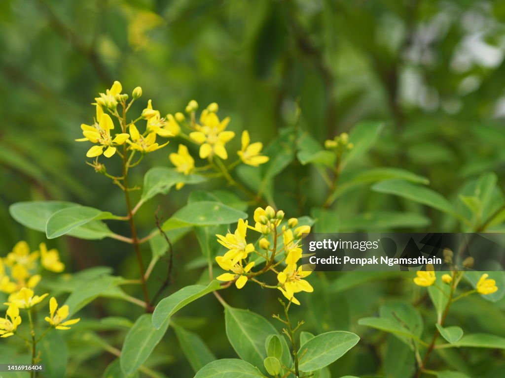 Galphimia, Gold shower Galphimia glauca Cav. MALPIGHIACEAE