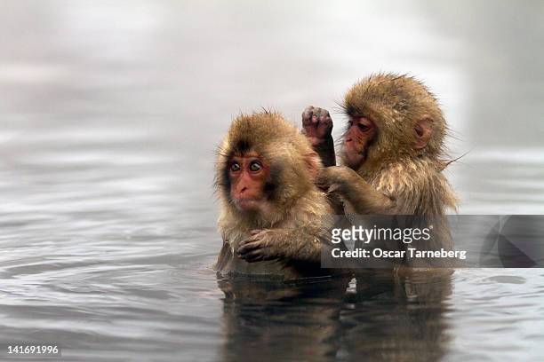 baby japanese macaques "snow monkeys" - tarneberg oscar stock pictures, royalty-free photos & images