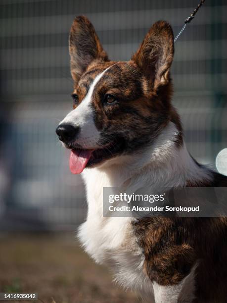 welsh corgi cardigan dog posing in the show - cardigan welsh corgi stock pictures, royalty-free photos & images