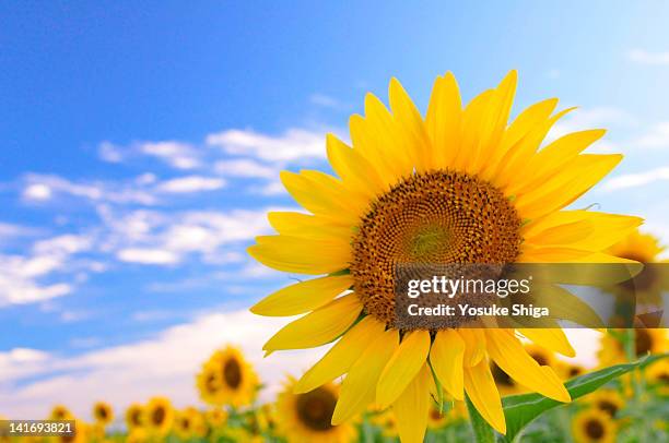 scent from summer - sunflower stock pictures, royalty-free photos & images