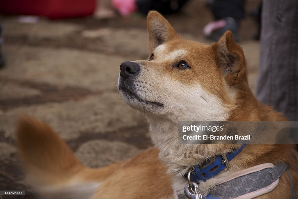 Dog looking upwards