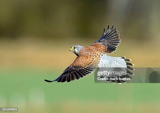 kestrel bird - falcon bird stock-fotos und bilder