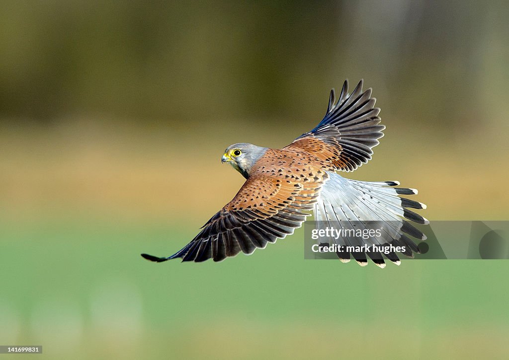 Kestrel bird