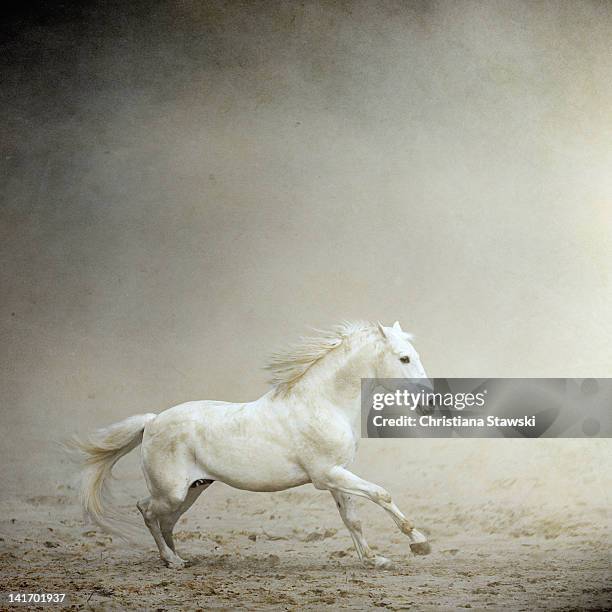 white horse galloping - white horse 個照片及圖片檔