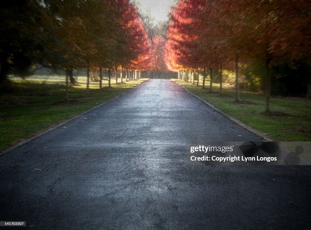 Road with fall color