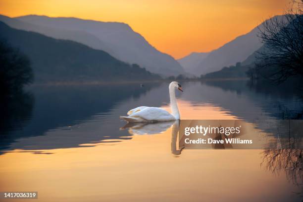 swan at llanberis - cigno foto e immagini stock