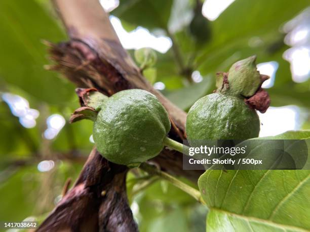 close-up of fruits growing on tree,prayagraj,uttar pradesh,india - allahabad ストックフォトと画像