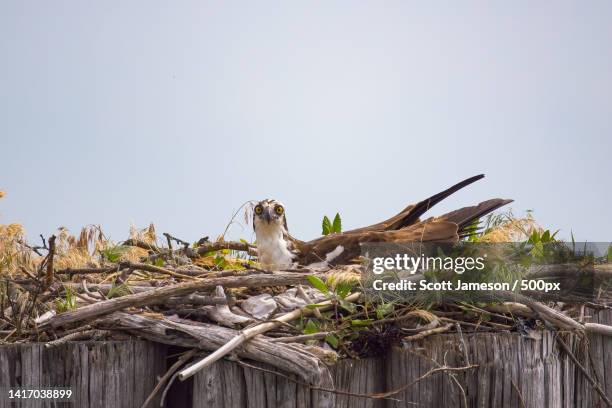 low angle view of birds perching on tree against clear sky,norwalk,connecticut,united states,usa - norwalk ct stock pictures, royalty-free photos & images