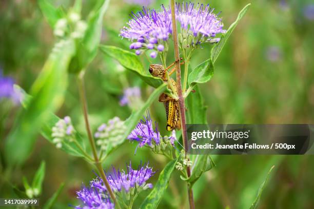 close- up of grasshopper on purple caryopteris flowers in a summer garden,loveland,colorado,united states,usa - caryopteris stock pictures, royalty-free photos & images
