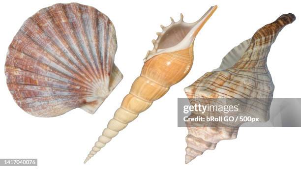 Three Shells Infographic Three Sea Shells Photos and Premium High Res Pictures - Getty Images
