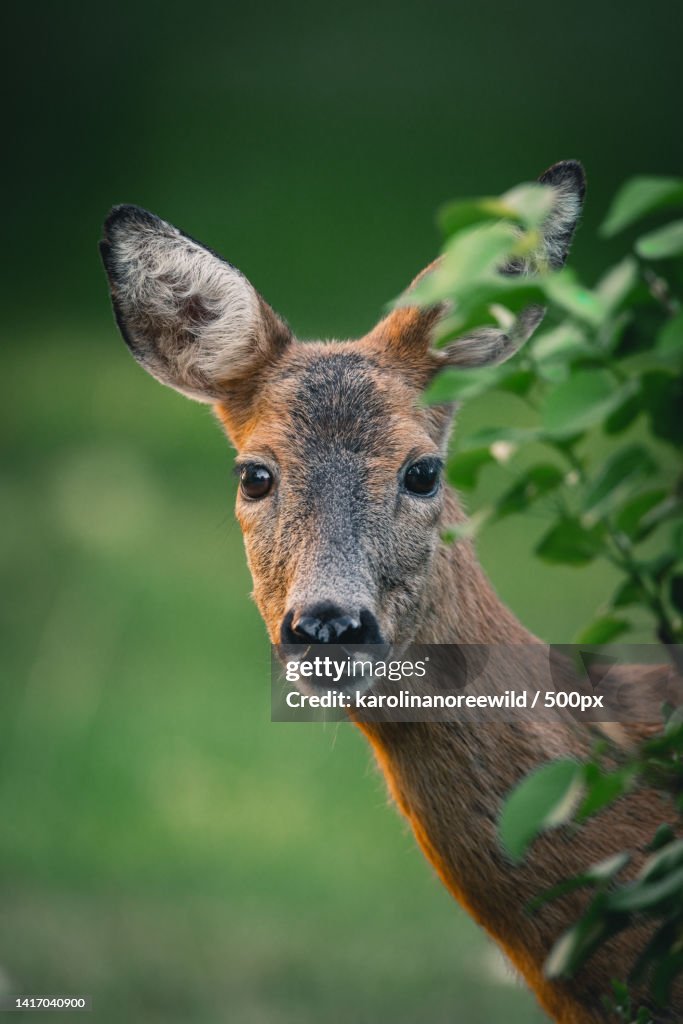 Close-up portrait of roe white,Sollentuna Municipality,Sweden