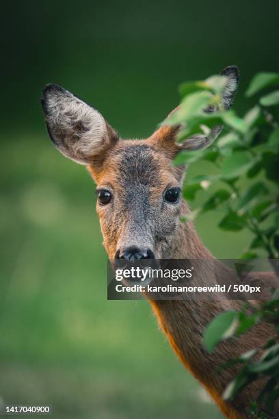 Sweden Roe Sollentuna Municipality Photos and Premium High Res Pictures - Getty Images