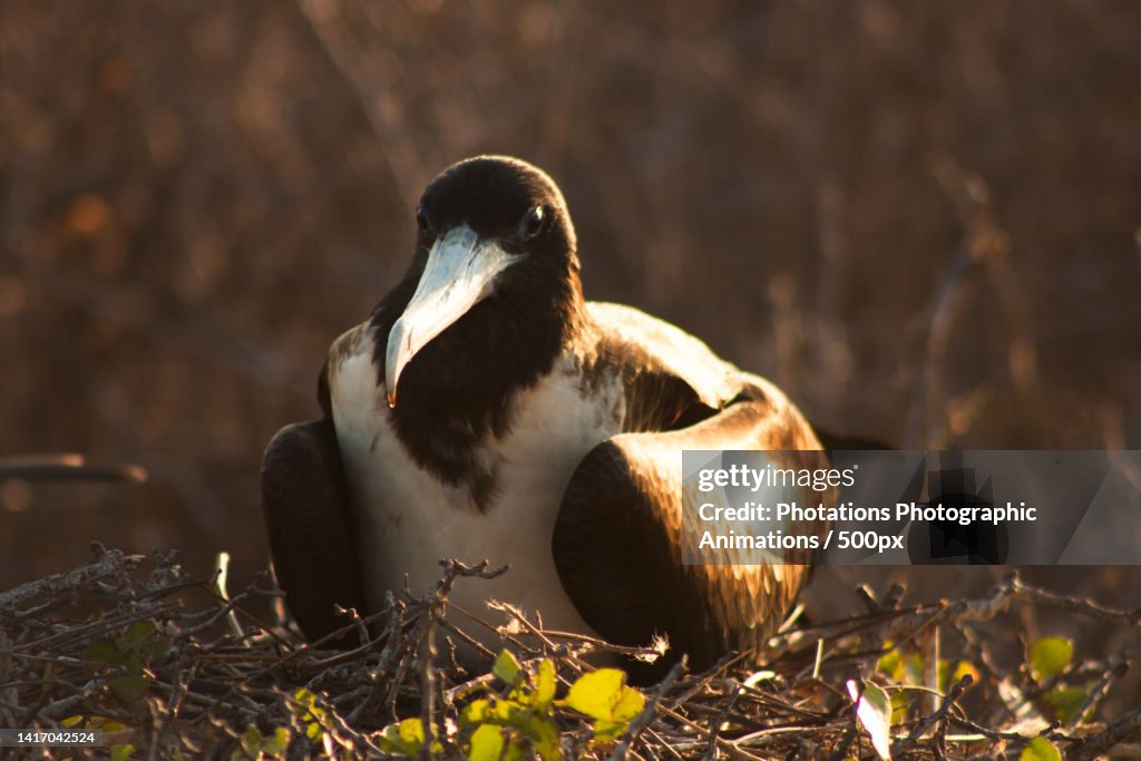 Baltra Island 31 Female Frigate Bird Nesting,Baltra Island,Ecuador