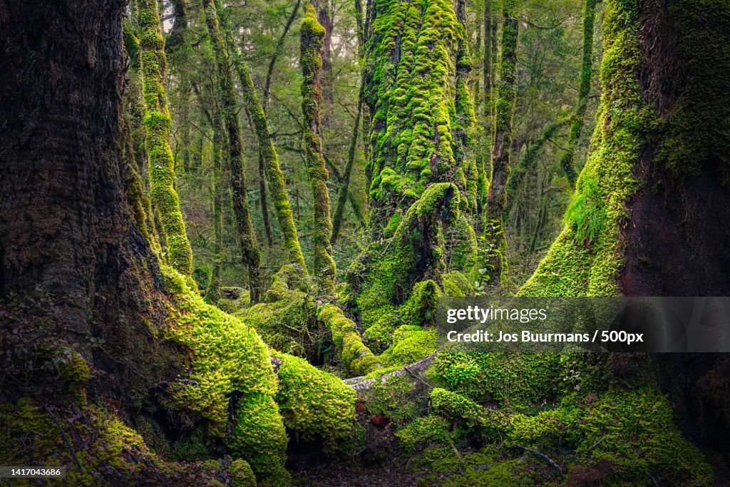 Scenic view of forest,Fiordland National Park,New Zealand