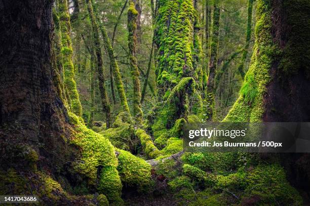 scenic view of forest,fiordland national park,new zealand - green forest stock pictures, royalty-free photos & images