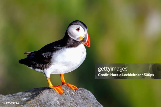 close-up of atlantic puffin perching on rock,runde,norway - atlantic puffin fratercula arctica stockfoto's en -beelden