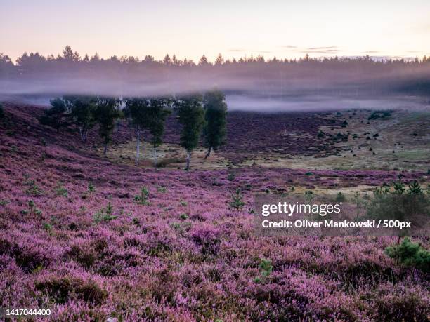 scenic view of field against sky during sunset,germany - heidekraut stock-fotos und bilder