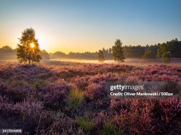 scenic view of field against clear sky during sunset,germany - heidekraut stock-fotos und bilder