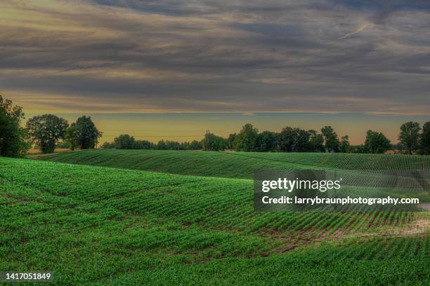 corn field with rolling hills - rural missouri stock pictures, royalty-free photos & images