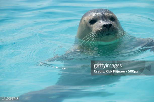 close-up of seal swimming in sea,ag pieterburen,netherlands - knubbsäl bildbanksfoton och bilder