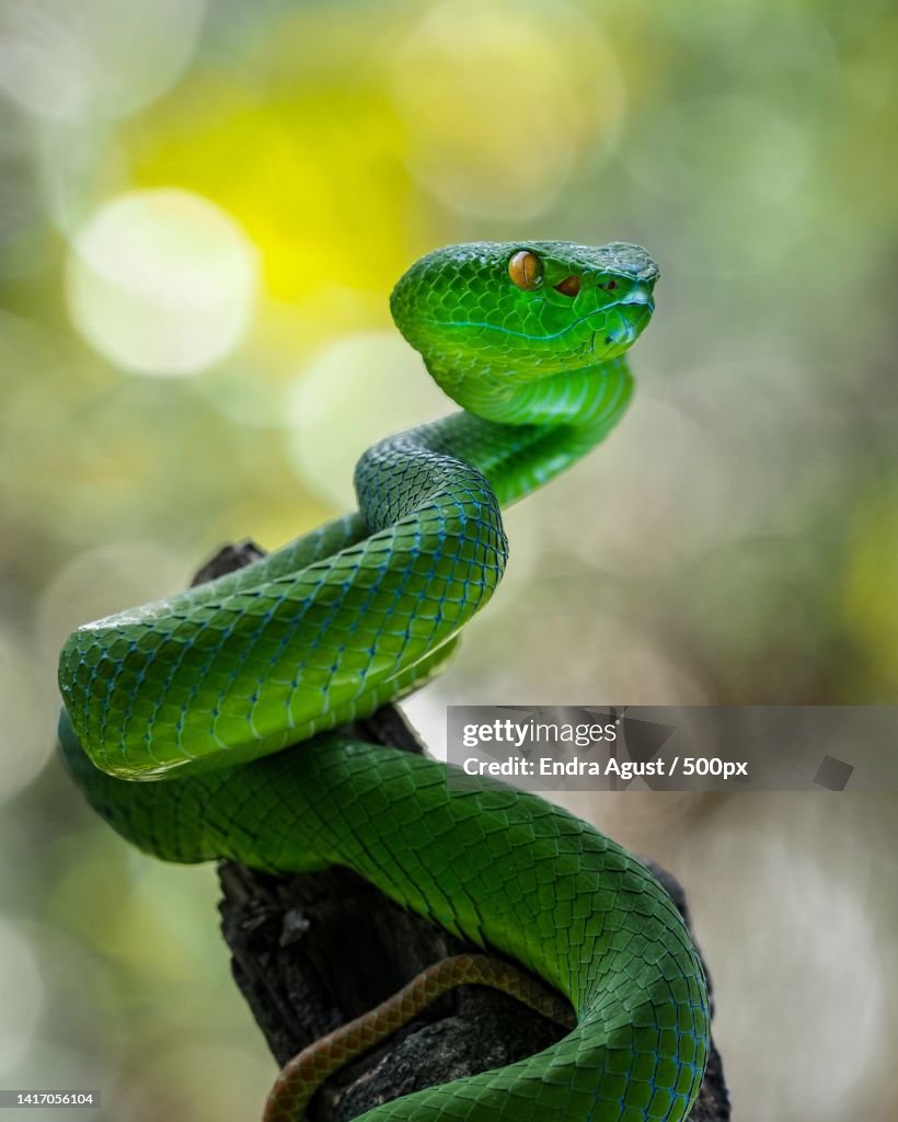 Close-up of viper on tree