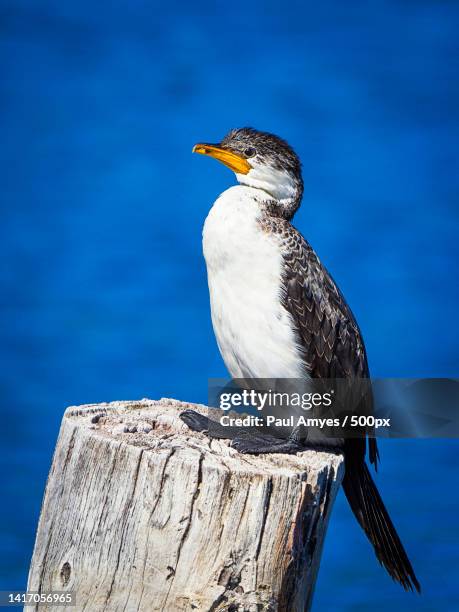 close-up of sea blue perching on wooden post,mount romance,western australia,australia - cormorant stock pictures, royalty-free photos & images