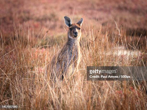 portrait of kangaroo standing on grassy field,perth,western australia,australia - outback western australia stock pictures, royalty-free photos & images
