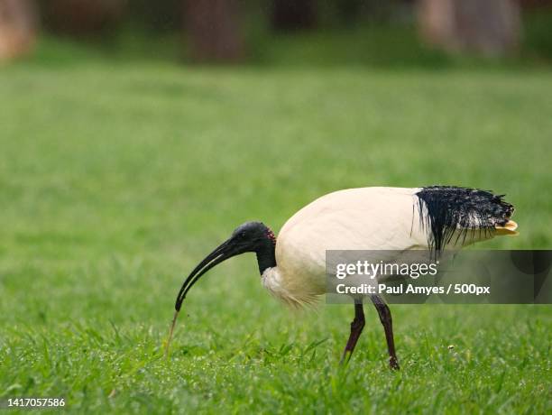 close-up of ibis perching on grassy field,perth,western australia,australia - ibis stock pictures, royalty-free photos & images