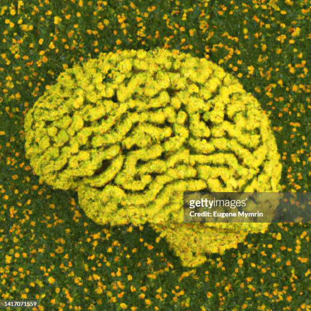 human brain shape, green grass with flowers background - climate solutions stock pictures, royalty-free photos & images